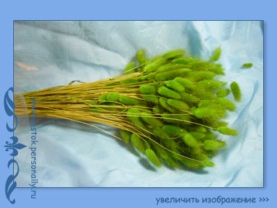 лагурус
